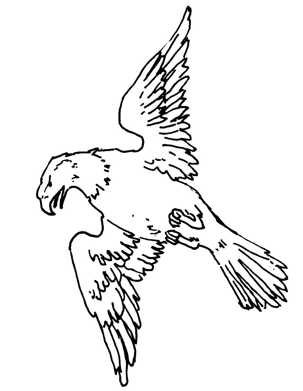 Aquila