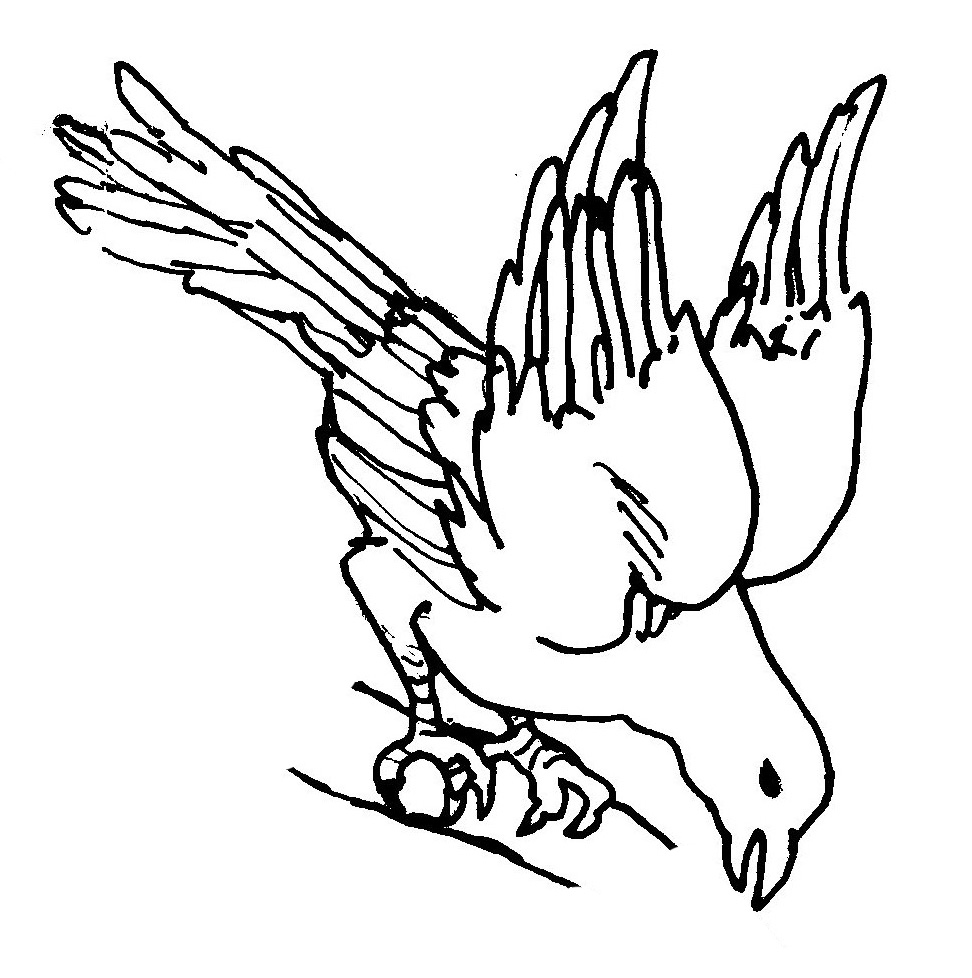 Corvus