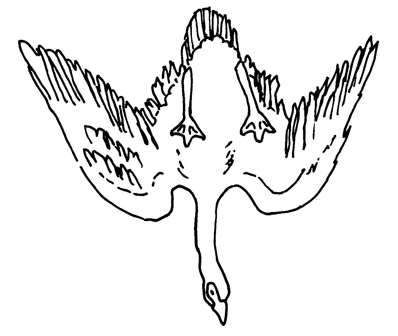 Cygnus