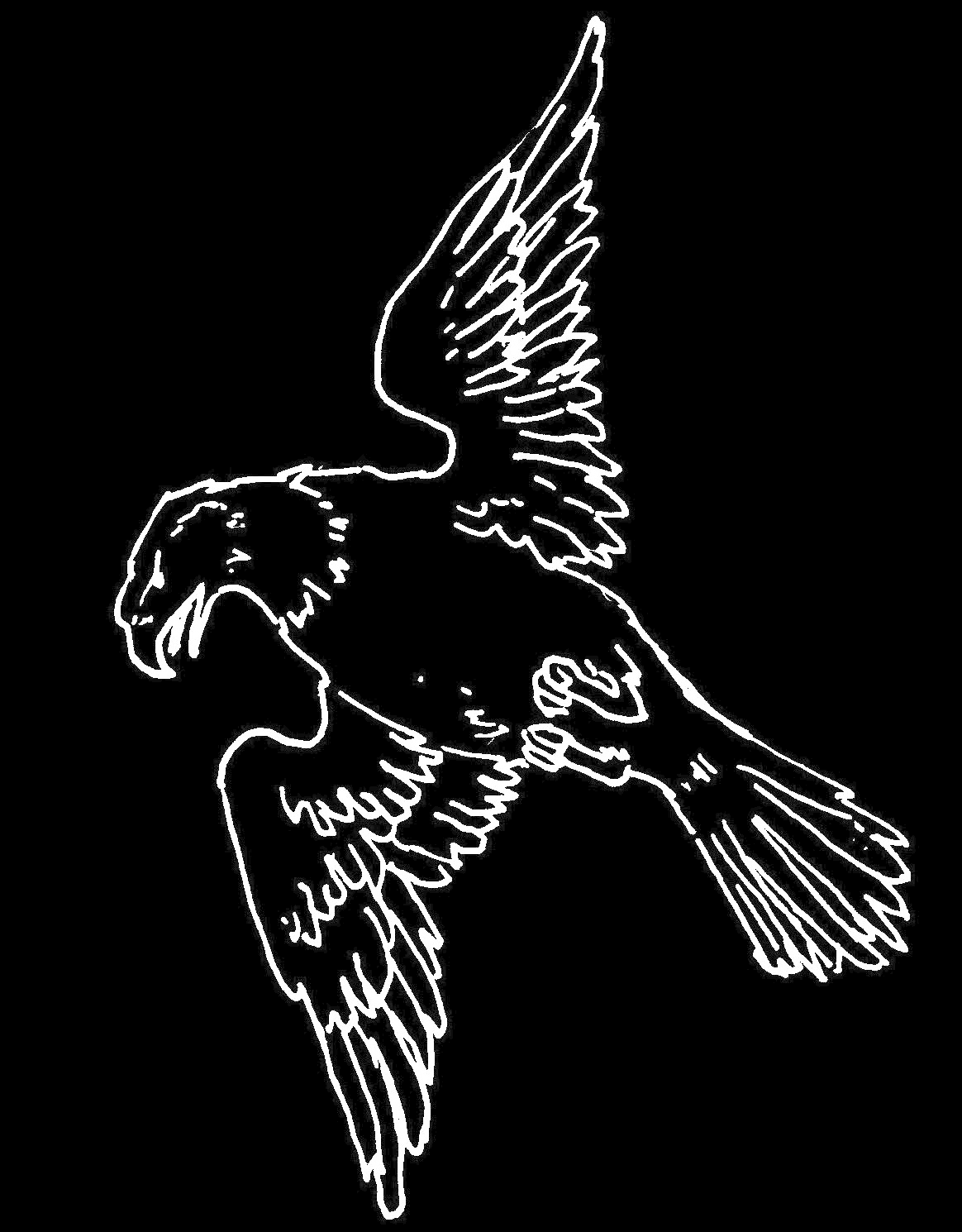 Aquila