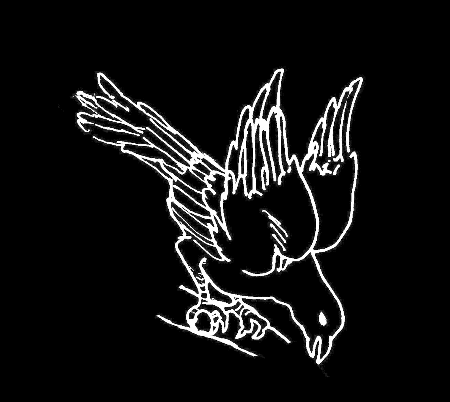 Corvus